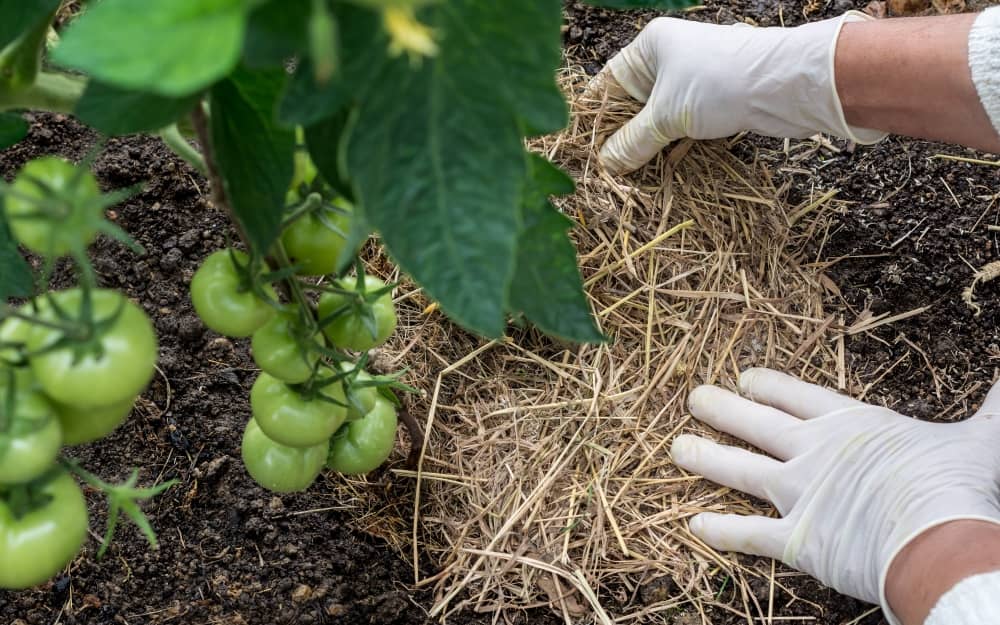 Biodegradable Mulches