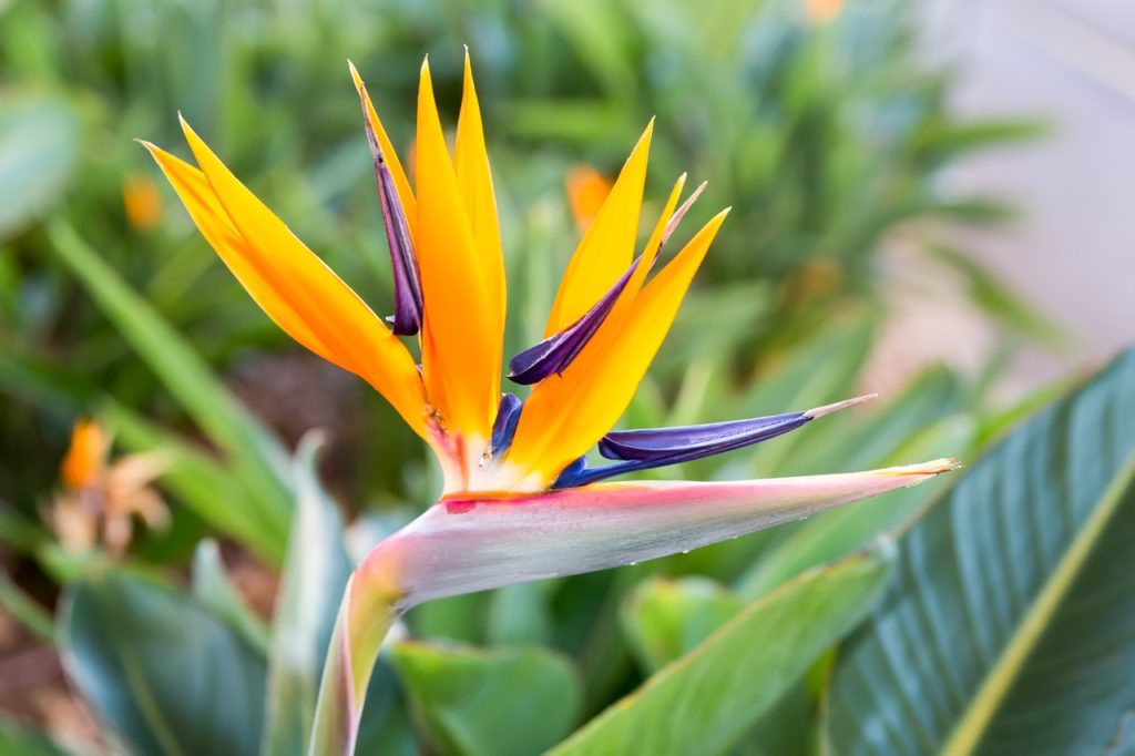 Bird Of Paradise