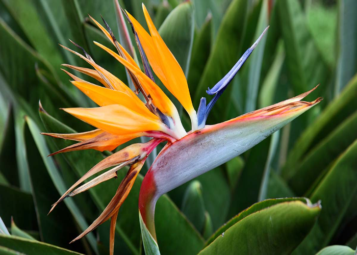 Bird of Paradise (1)