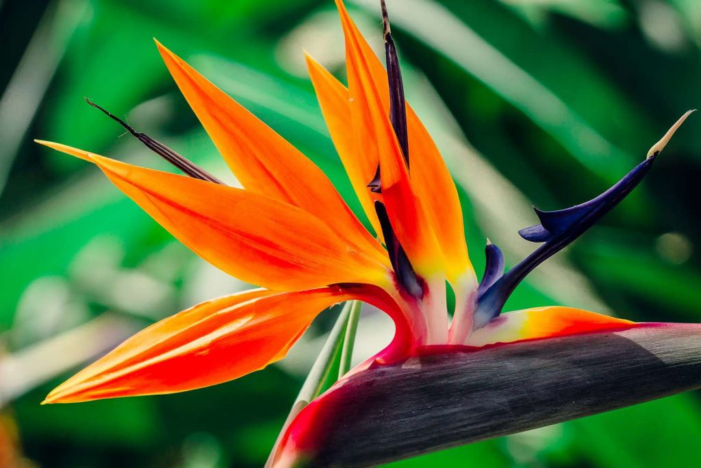 Bird of Paradise.