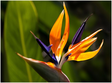 Bird of Paradise