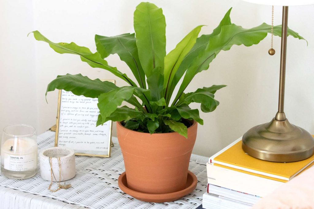 Bird's Nest Fern