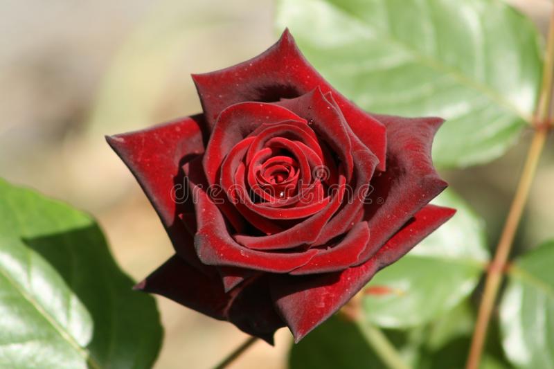 Black Baccara