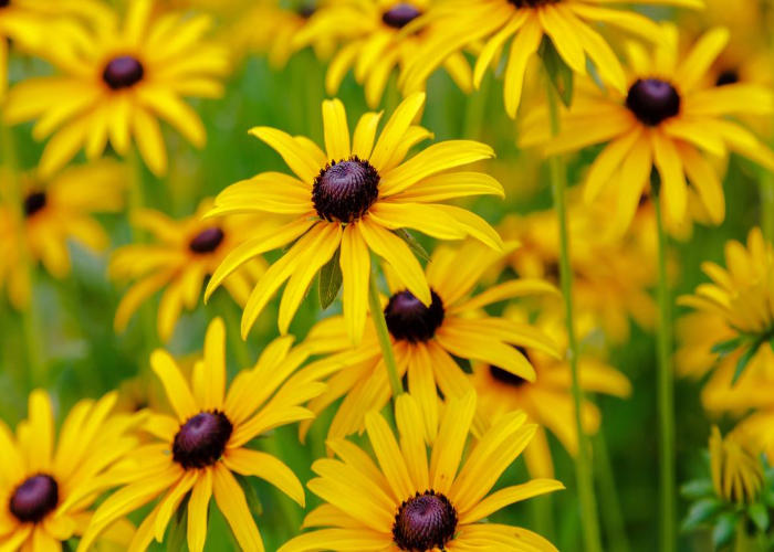 Black-Eyed Susan