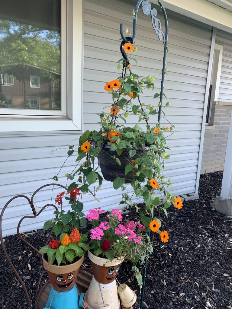 Black-Eyed Susan Vine