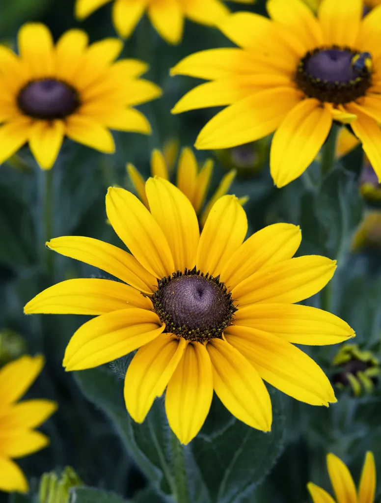 Black-Eyed Susans