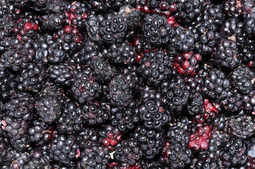 Black Mulberry Plants