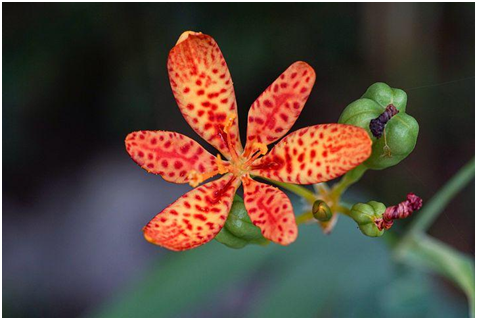 Blackberry Lily