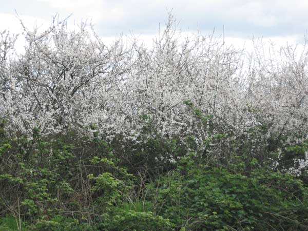 Blackthorn