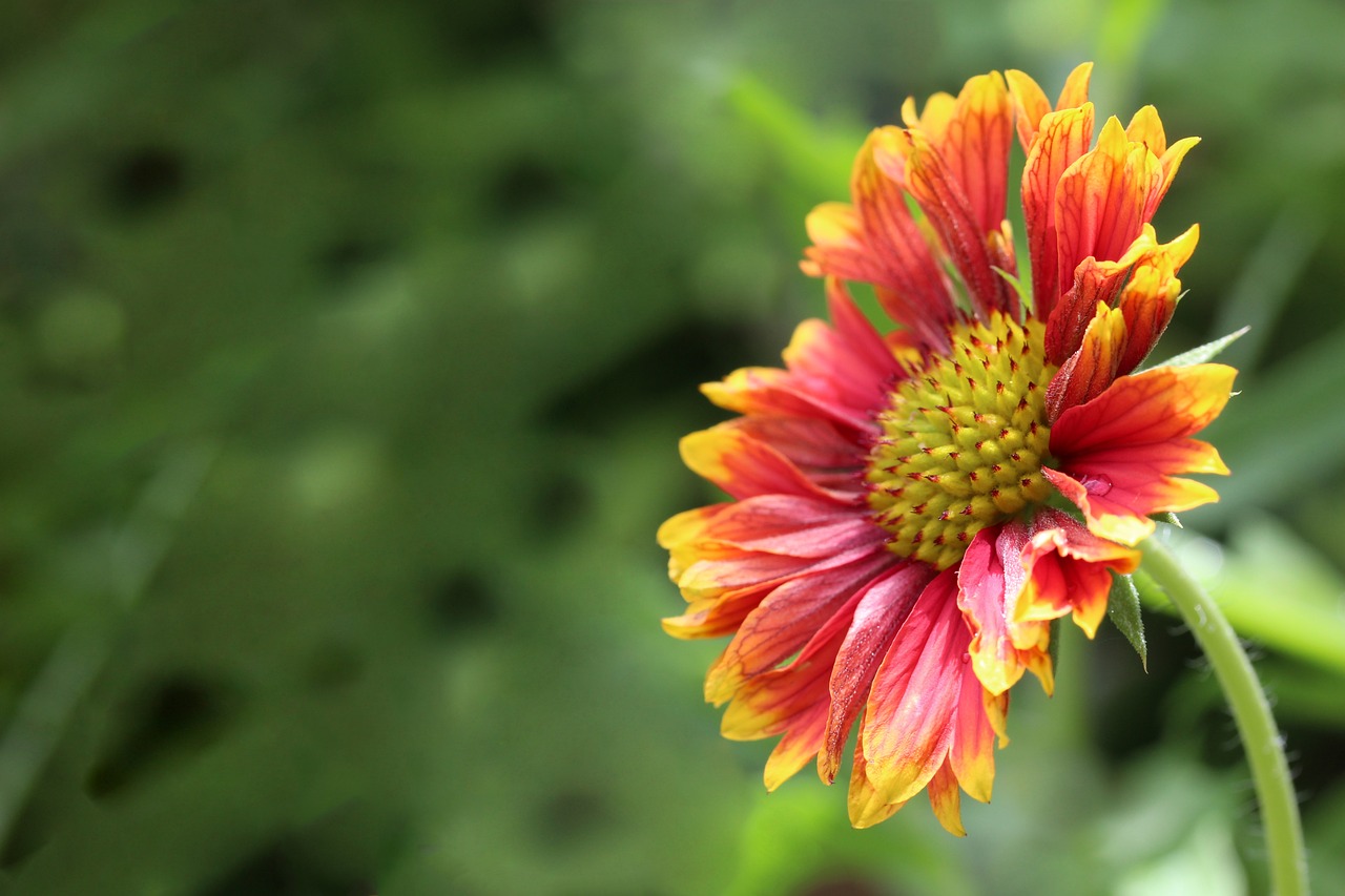 Blanket Flower