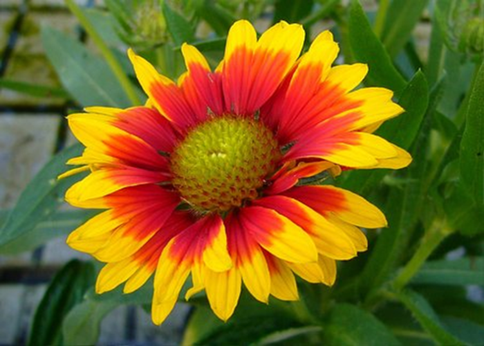 Blanket Flower (1)