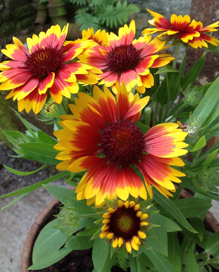 Blanket flower