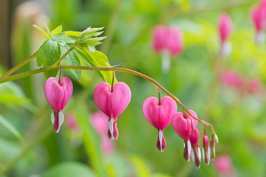 Bleeding Heart