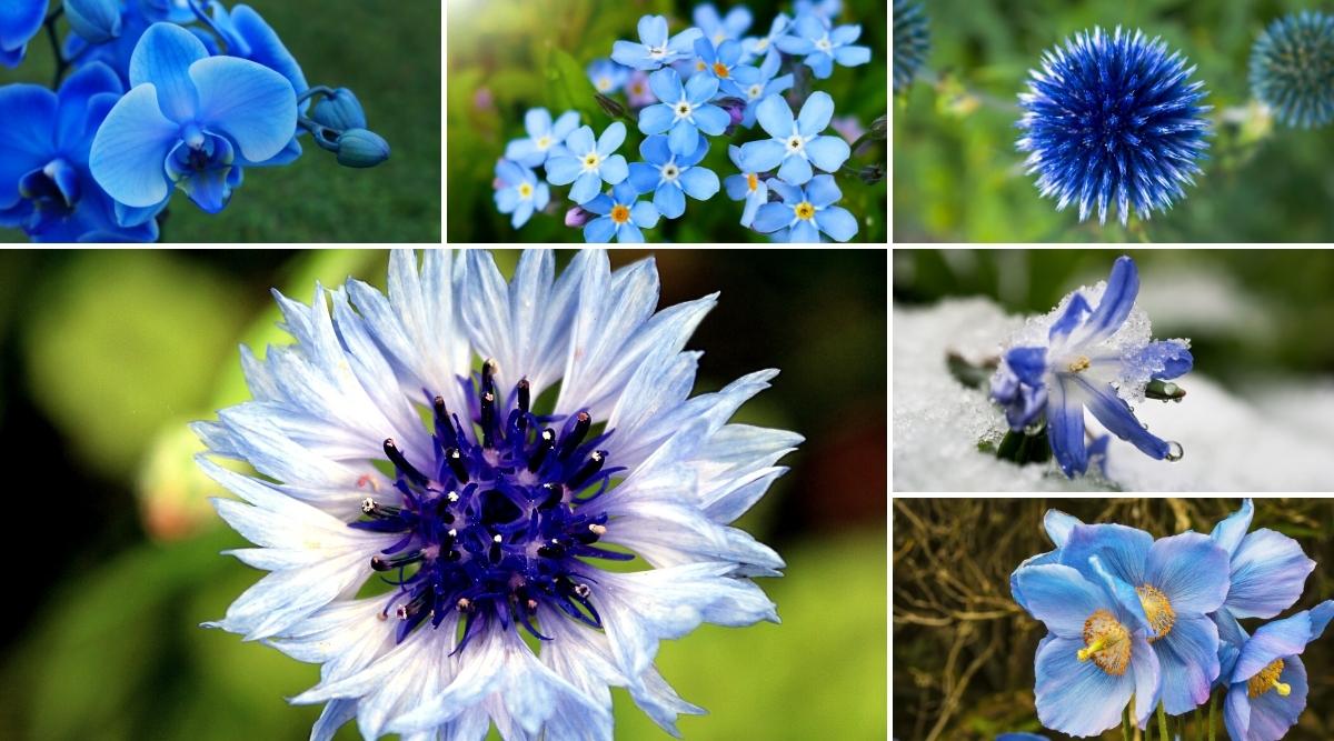 20 Beautiful Blue Wildflowers to Enhance Your Garden’s Appeal