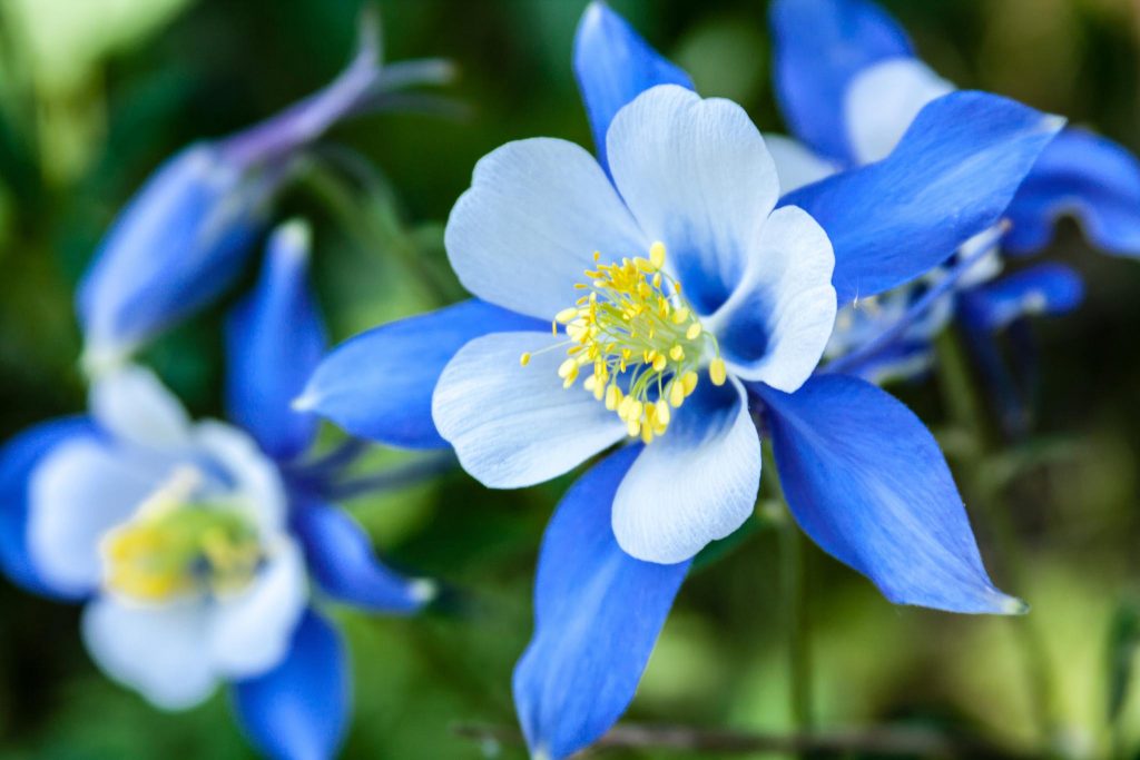 Blue Columbine