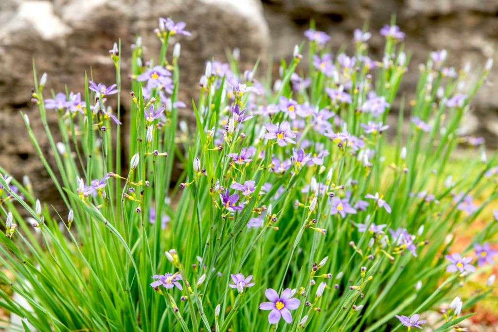 Blue-Eyed Grass