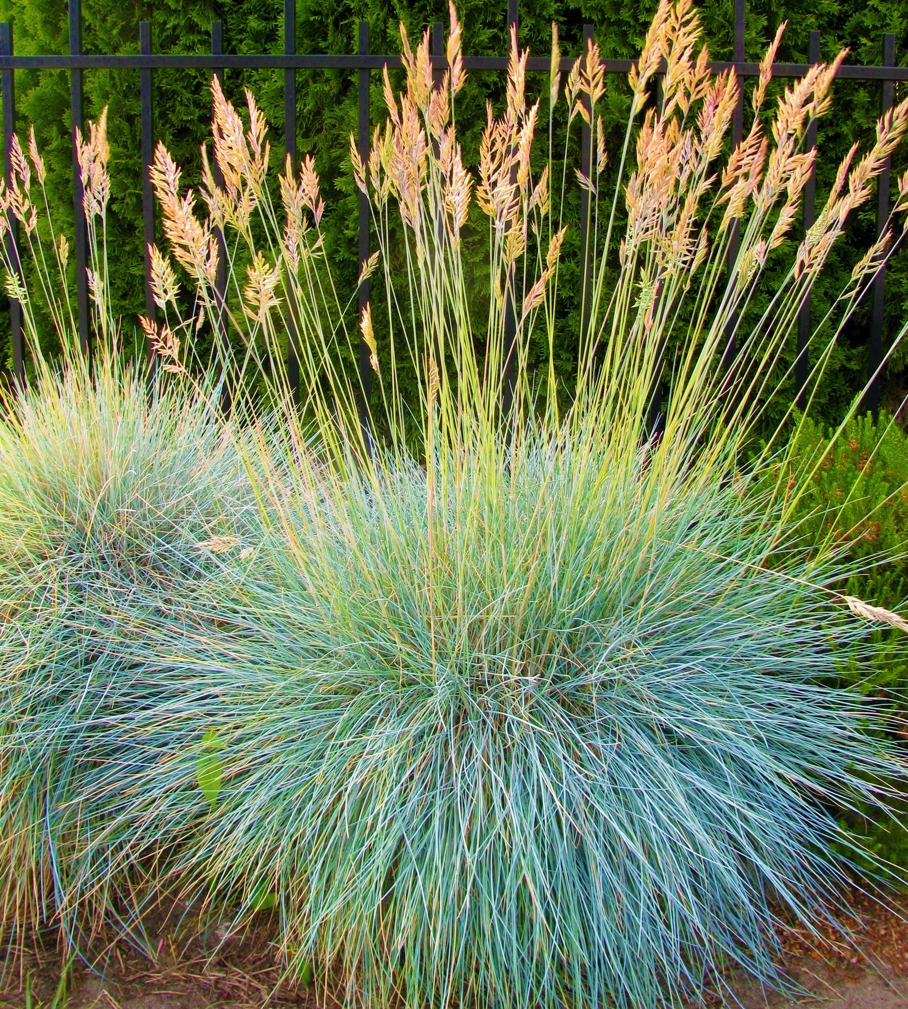 Blue Fescue