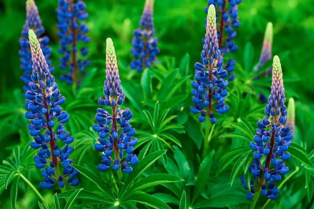 Blue Lupine