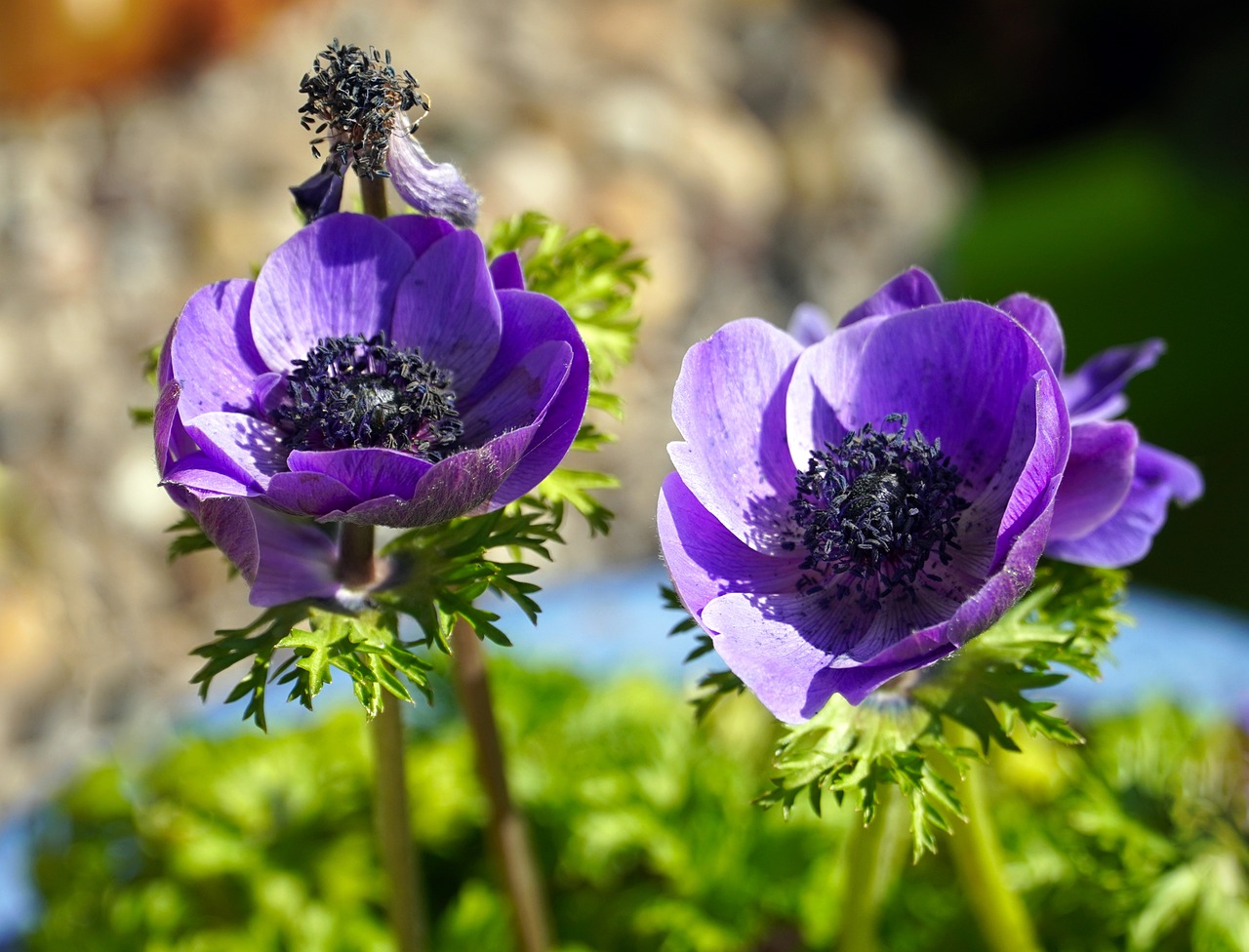 Blue Ranunculus