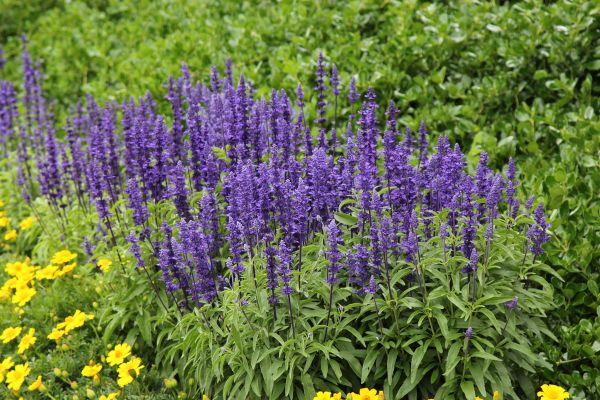 Blue Salvias or Salvia Farinacea