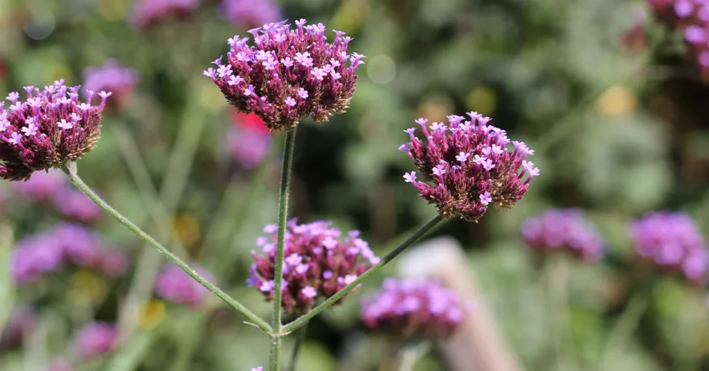 Blue Verbena