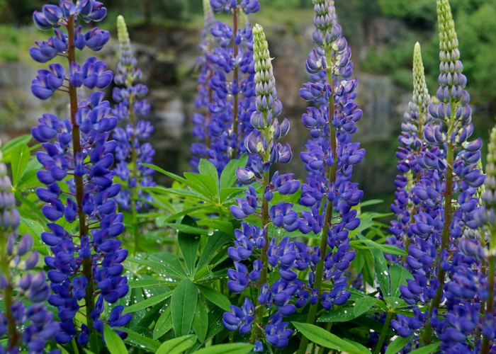 Blue lupine (1)