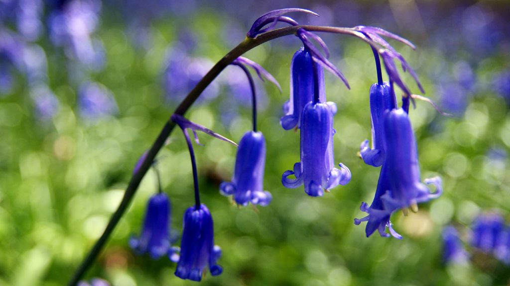 Bluebells