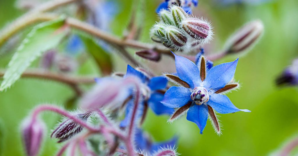 Borage