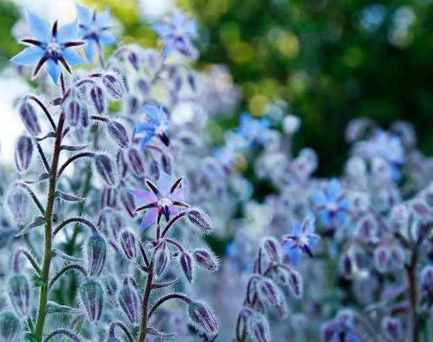 Borage (Starflower)