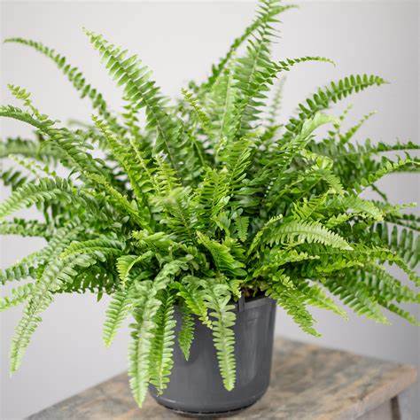 Boston Fern