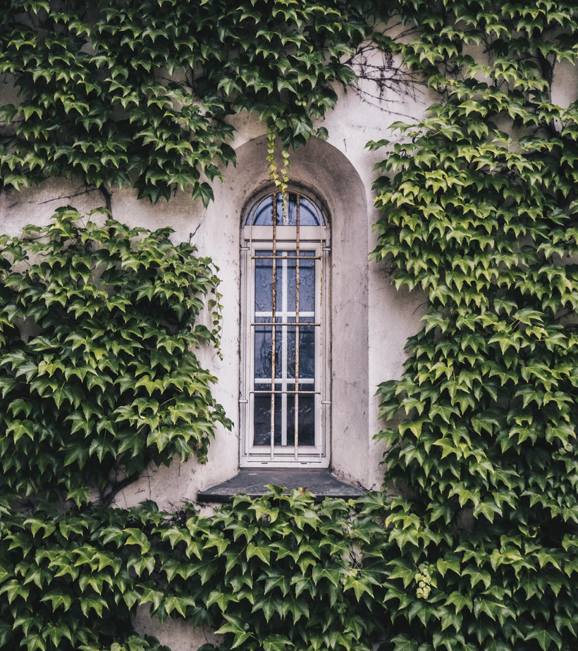 Boston Ivy (Parthenocissus tricuspidata)