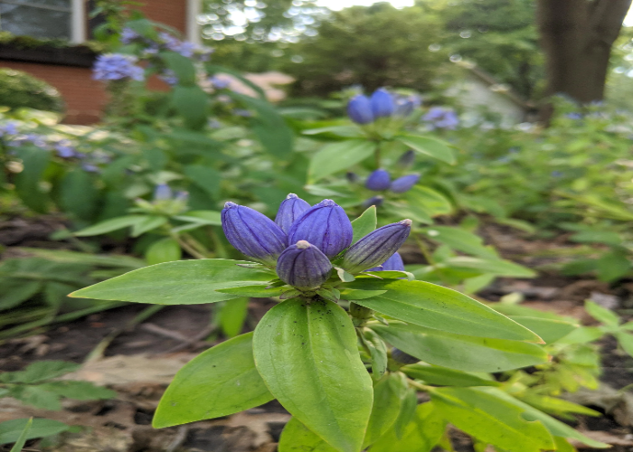 Bottle Gentian