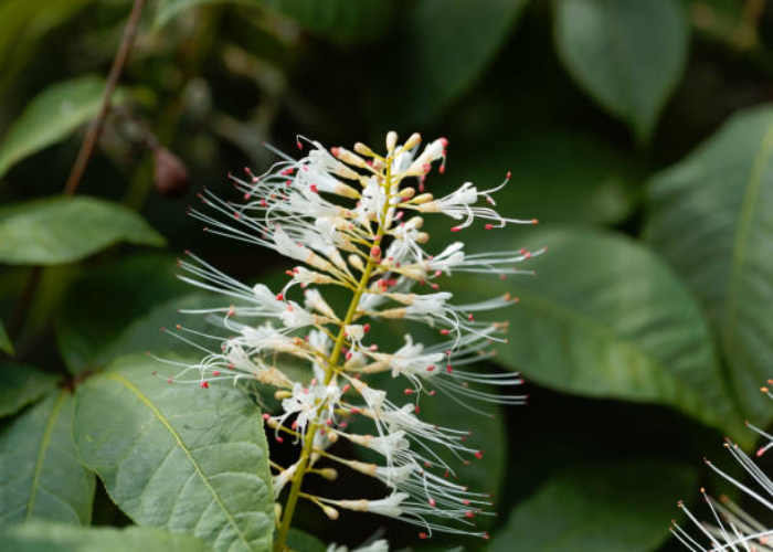 Bottlebrush Buckeye