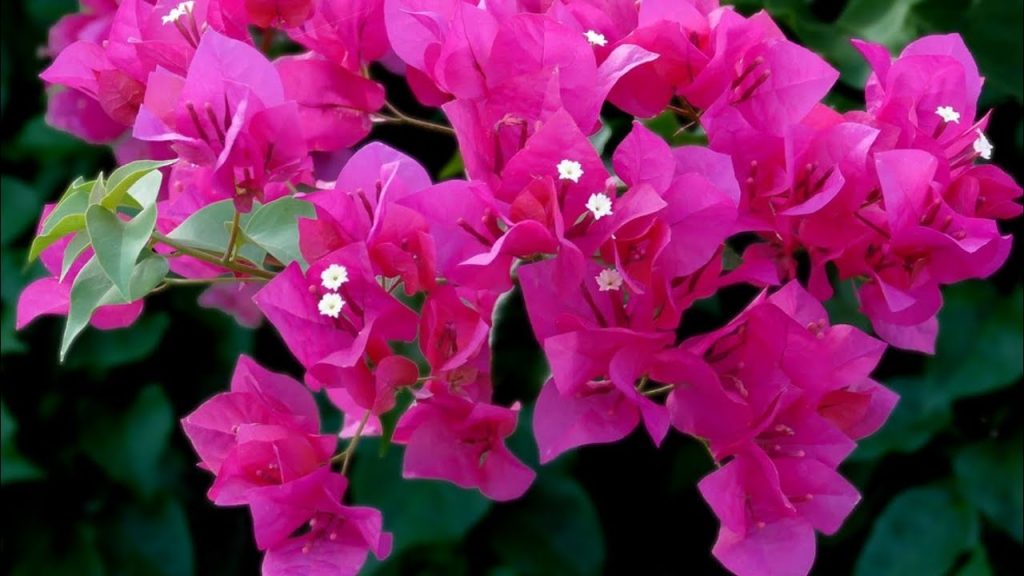 Bougainvillea Plant Care & Growing Tips