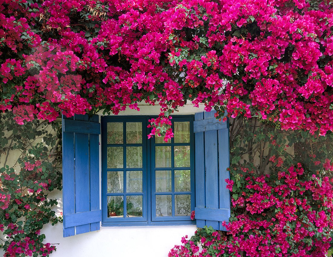 Bougainvillea