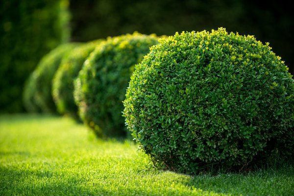 Boxwood