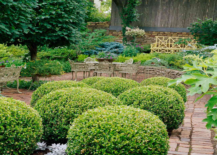 Boxwood