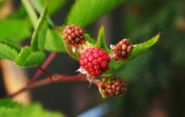 Boysenberry