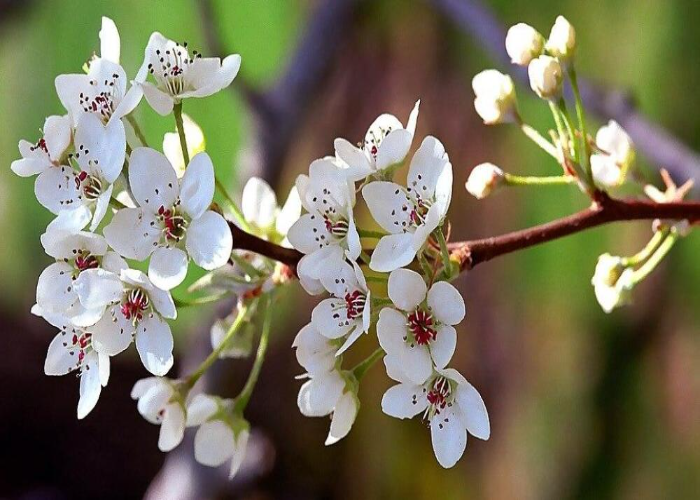 Bradford Flowering Pear