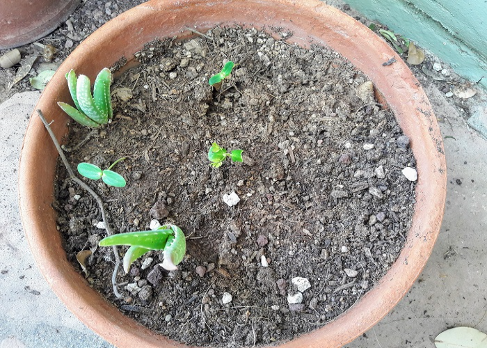 Breeding Aloe Vera Plant from Seeds