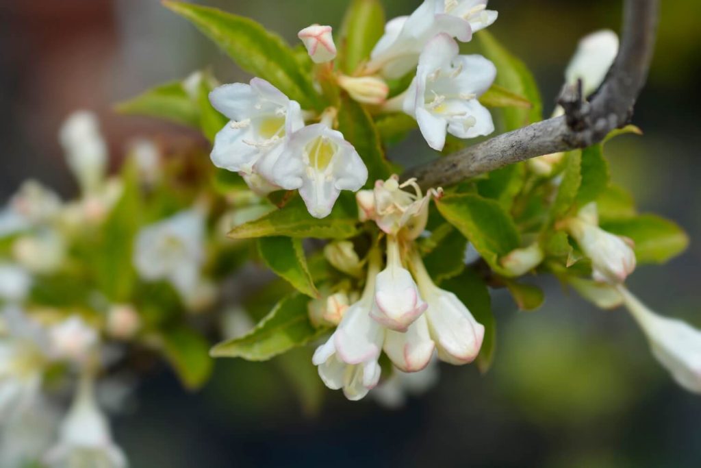 Bristol Snowflake Weigela