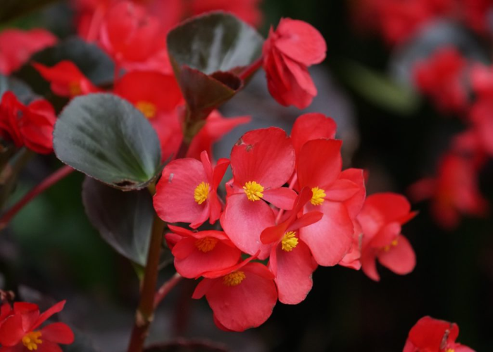 Bronze Leaf Begonia