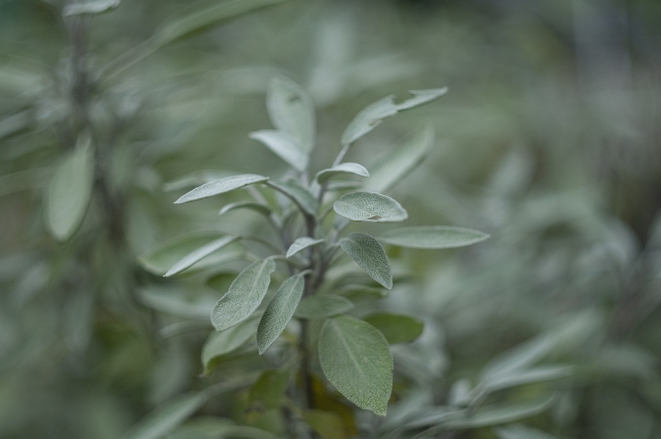 Brown Stems