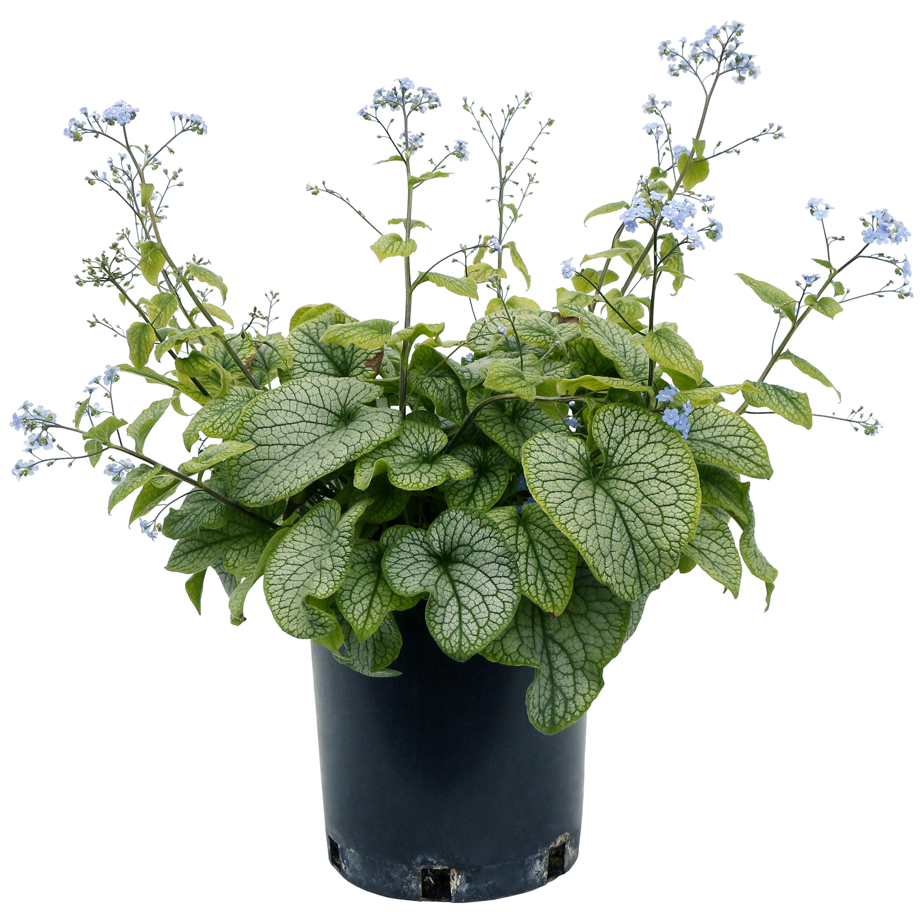 Brunnera