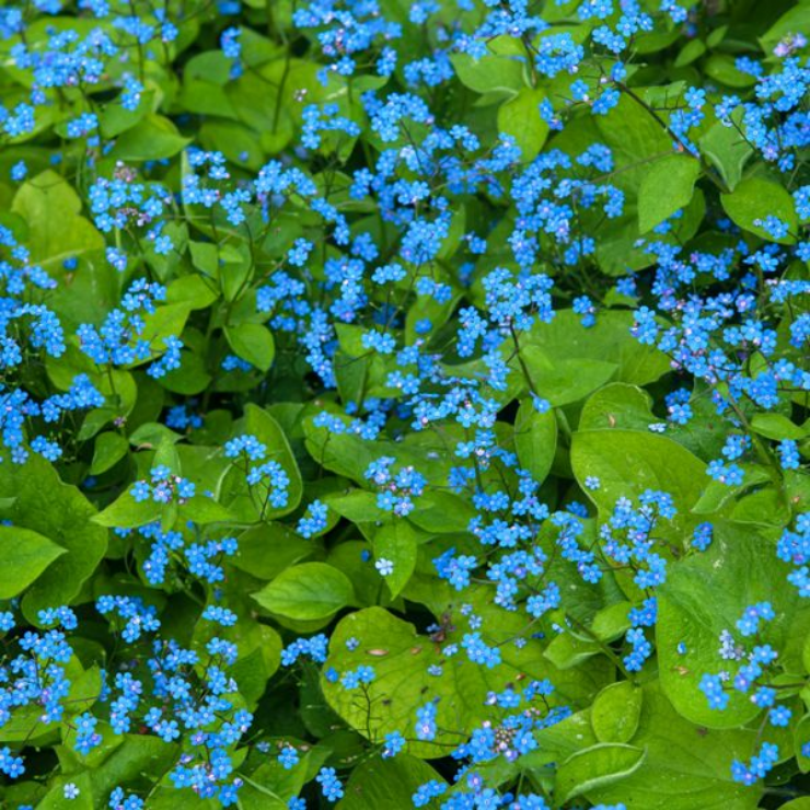 Brunnera