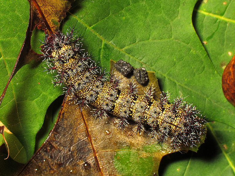 Buck Moth