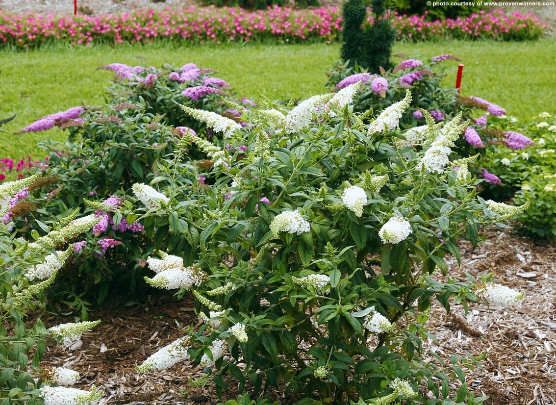 Buddleja Summer Bird Snow