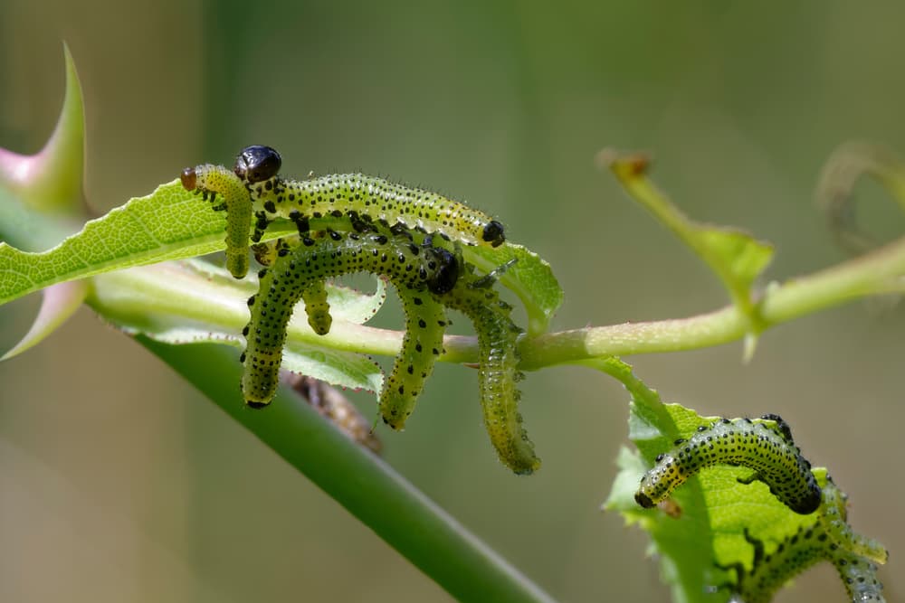 Bugs that Look Like Sawflies on Roses