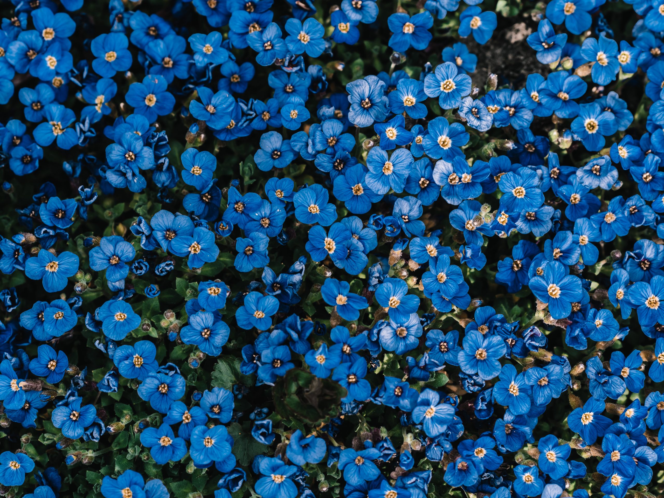 21 Bulbs with Beautiful Blue Flowers for Your Garden