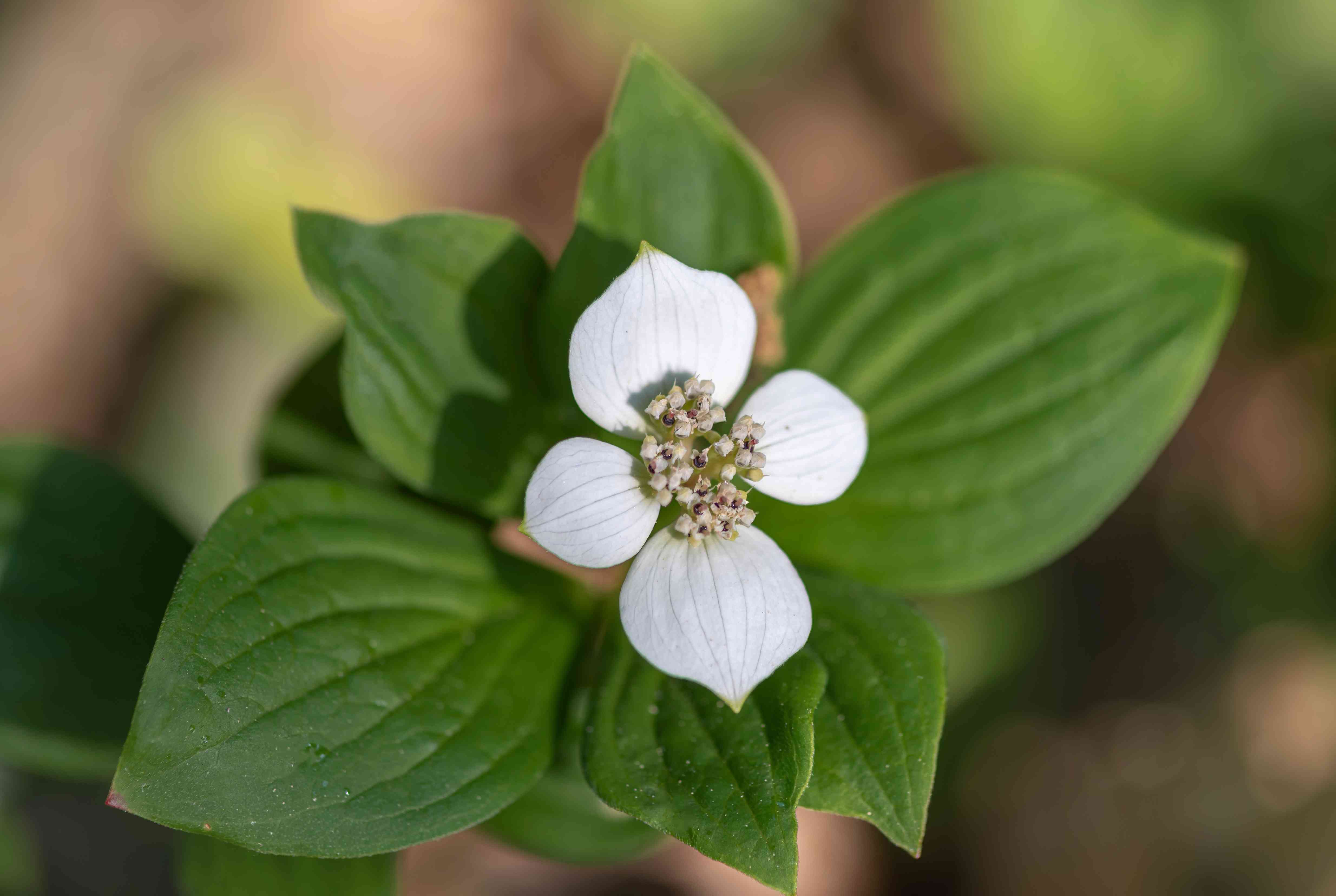 Bunchberries